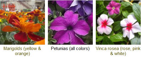 marigolds, petunias and vinca flowers - summer garden color