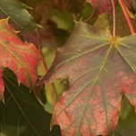 Acer Rubrum