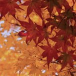 Japanese Maples