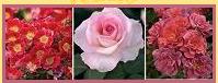 Rose Information
