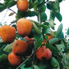 Persimmons