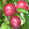 Plums