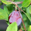 Prunes