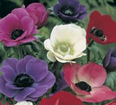 Bulbs for California | Alden Lane Nursery