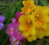 Bulbs for California | Alden Lane Nursery