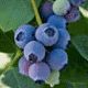 Blueberries | Alden Lane Nursery