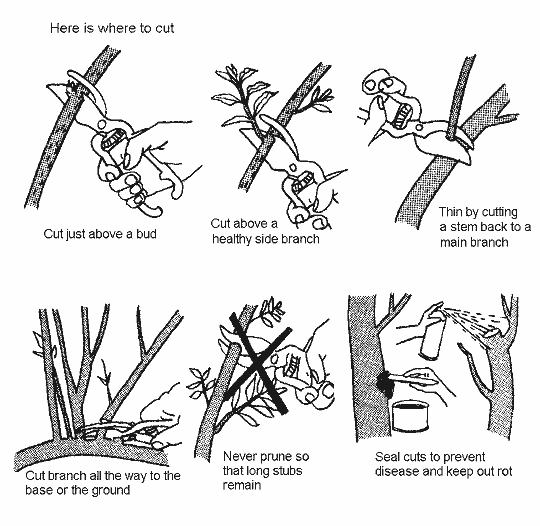 January is Pruning Month | Alden Lane Nursery