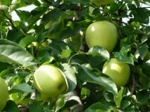 apples-jacquie