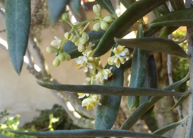 olive-blossoms