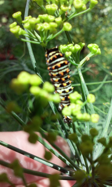 swallowtail