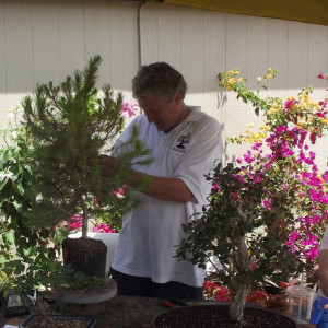 Bonsai Demonstrations