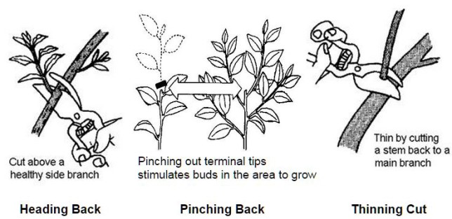 pinching-pruning