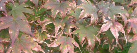 Refresh your Japanese Maples - Alden Lane Nursery