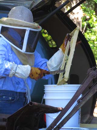 Scrape the honey and wax into a bucket