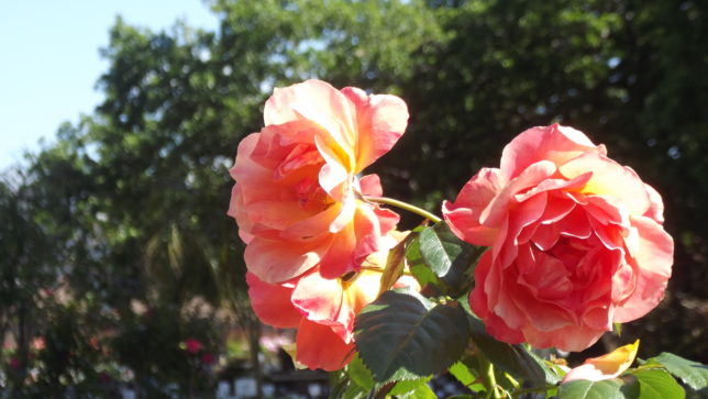 rose against background of valley oaks