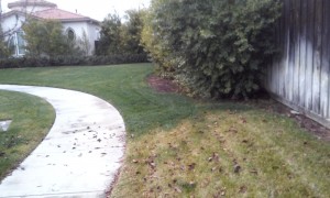fertilized lawn