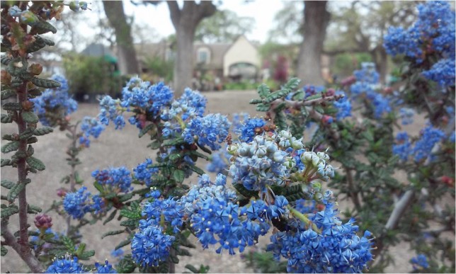 California Wild Lilac (Ceanothus sp.) - spring blooms in shades of blue attract pollinators and provide homes for butterfly larvae