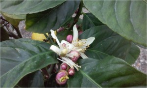 Citrus - heady fragrance we love attracts the pollinators needed to produce mature oranges and lemons