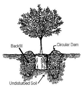 citrus-planting-diagram