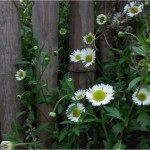 Erigeron