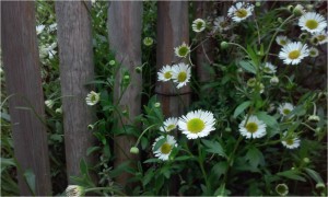 Erigeron