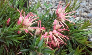 Grevillea - from down under, a whole range of heat lovers bloom in shades of coral - irresistible to hummingbirds