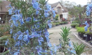 Rosemary - the same aromatic, low water user we love in the kitchen is a pollinator magnet