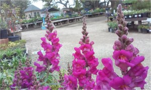 Snapdragons - upright, cheery annuals grace gardens with loads of blooms
