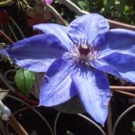 clematis-blues