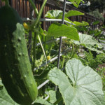 cucumber