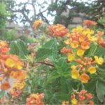 lantana-5-16