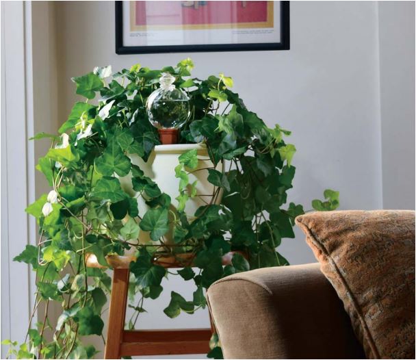 plant-nanny-hp-2-alden-lane-nursery