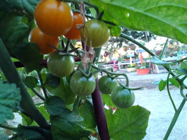 sungold-tomato