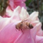 pollinator-bee