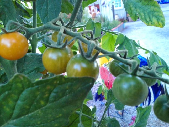 Grow Potatoes in Grow Bags - Alden Lane Nursery