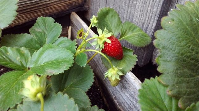 https://www.aldenlane.com/m/wp-content/uploads/2017/11/strawberry-alden-farm-e1548825190165-644x362.jpg