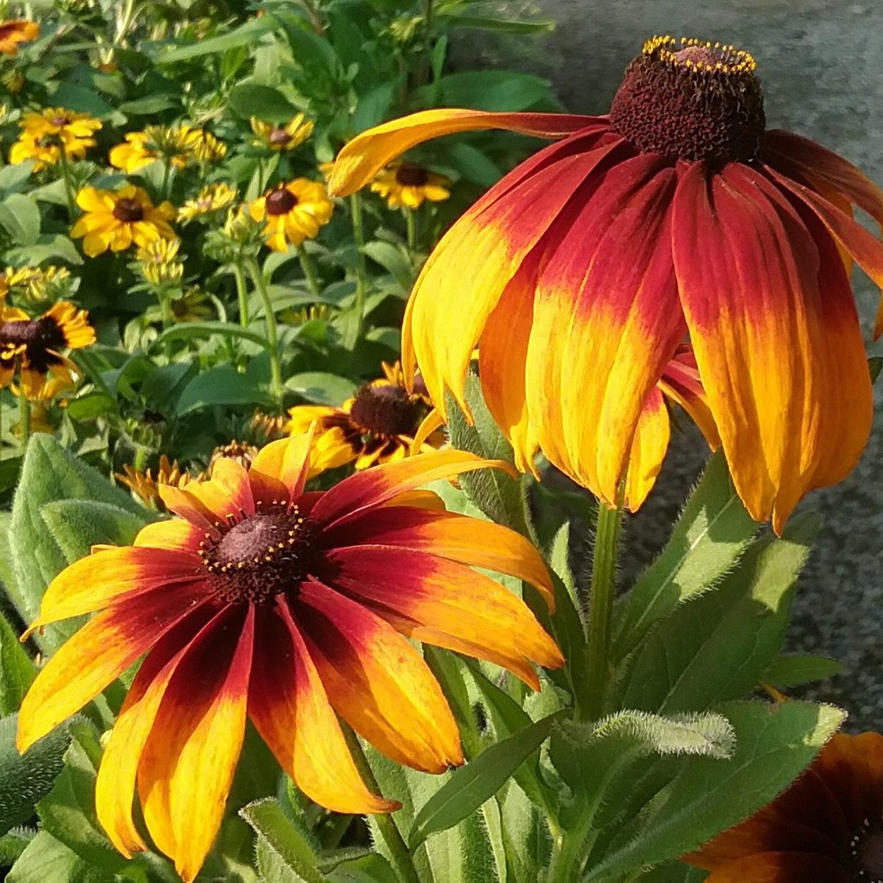 Black Eyed Susan Alden Lane Nursery