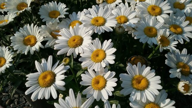 Summer daisy shop