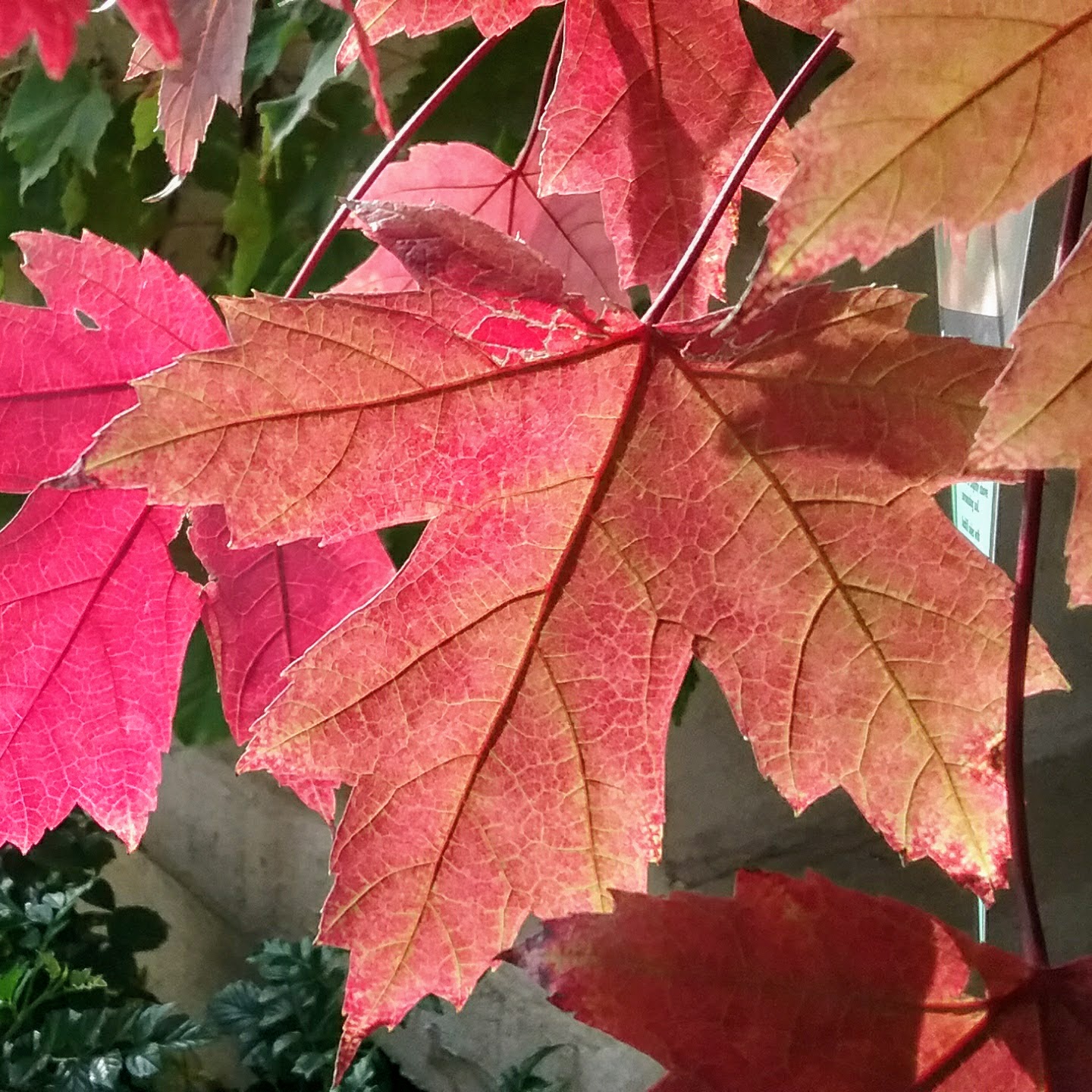 Trees for Fall Color - Alden Lane Nursery