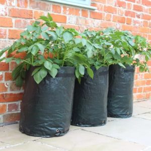 How to Grow Potatoes in Grow Bags 