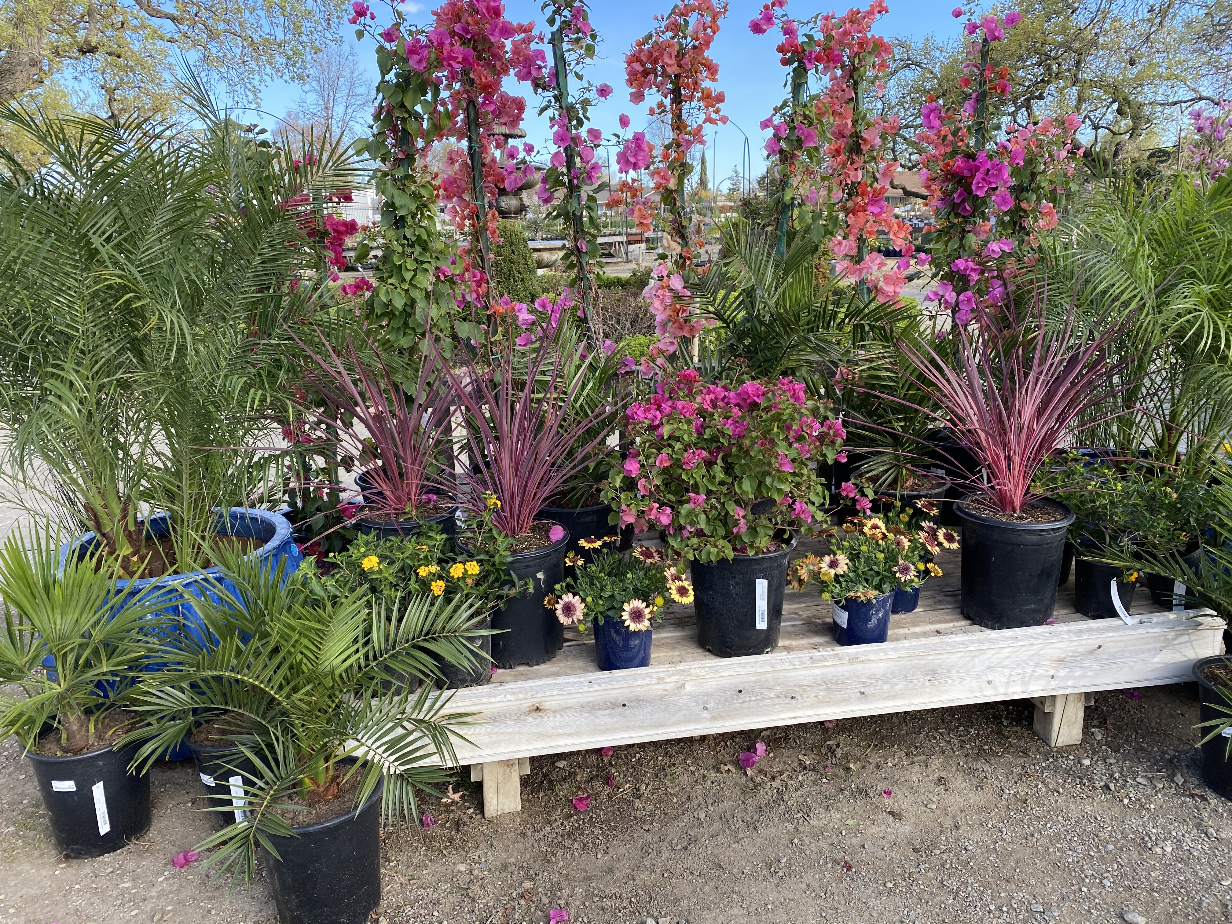 Spring Blooms (3) - Alden Lane Nursery