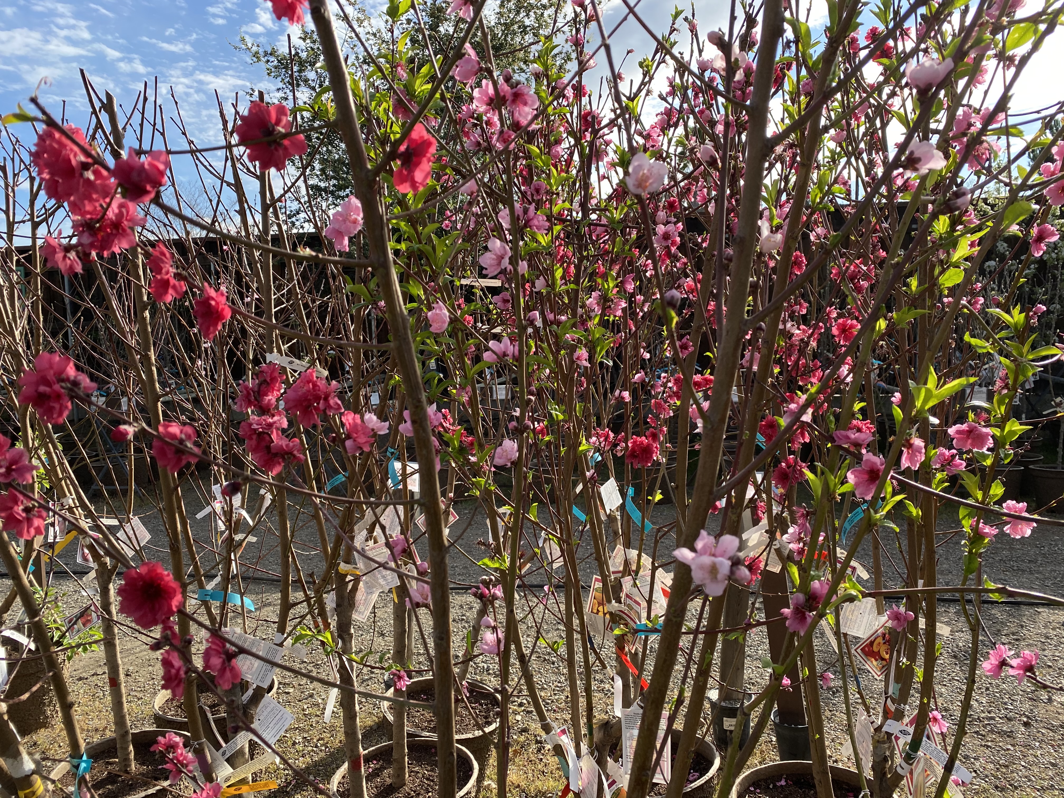 Spring Blooms (5) - Alden Lane Nursery
