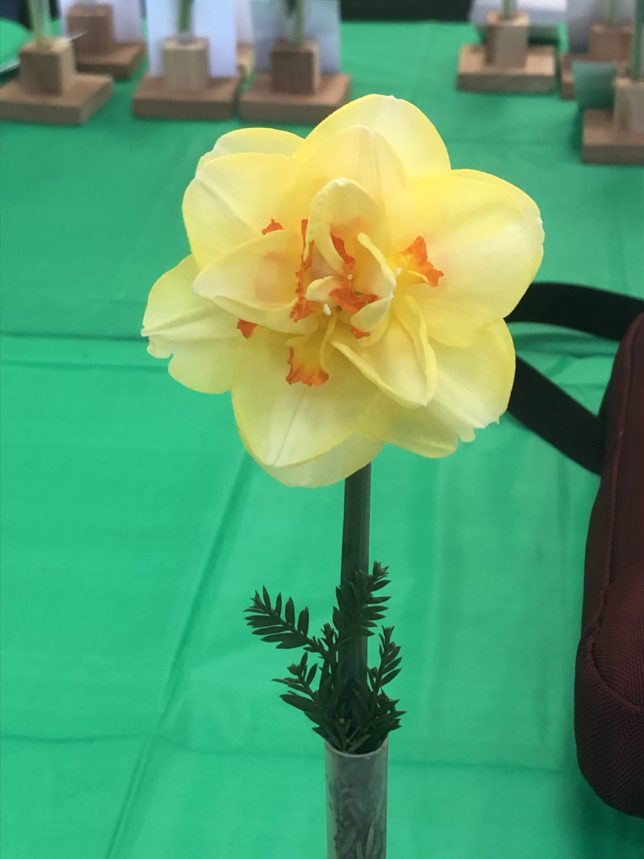 2024 Daffodil Show - Alden Lane Nursery