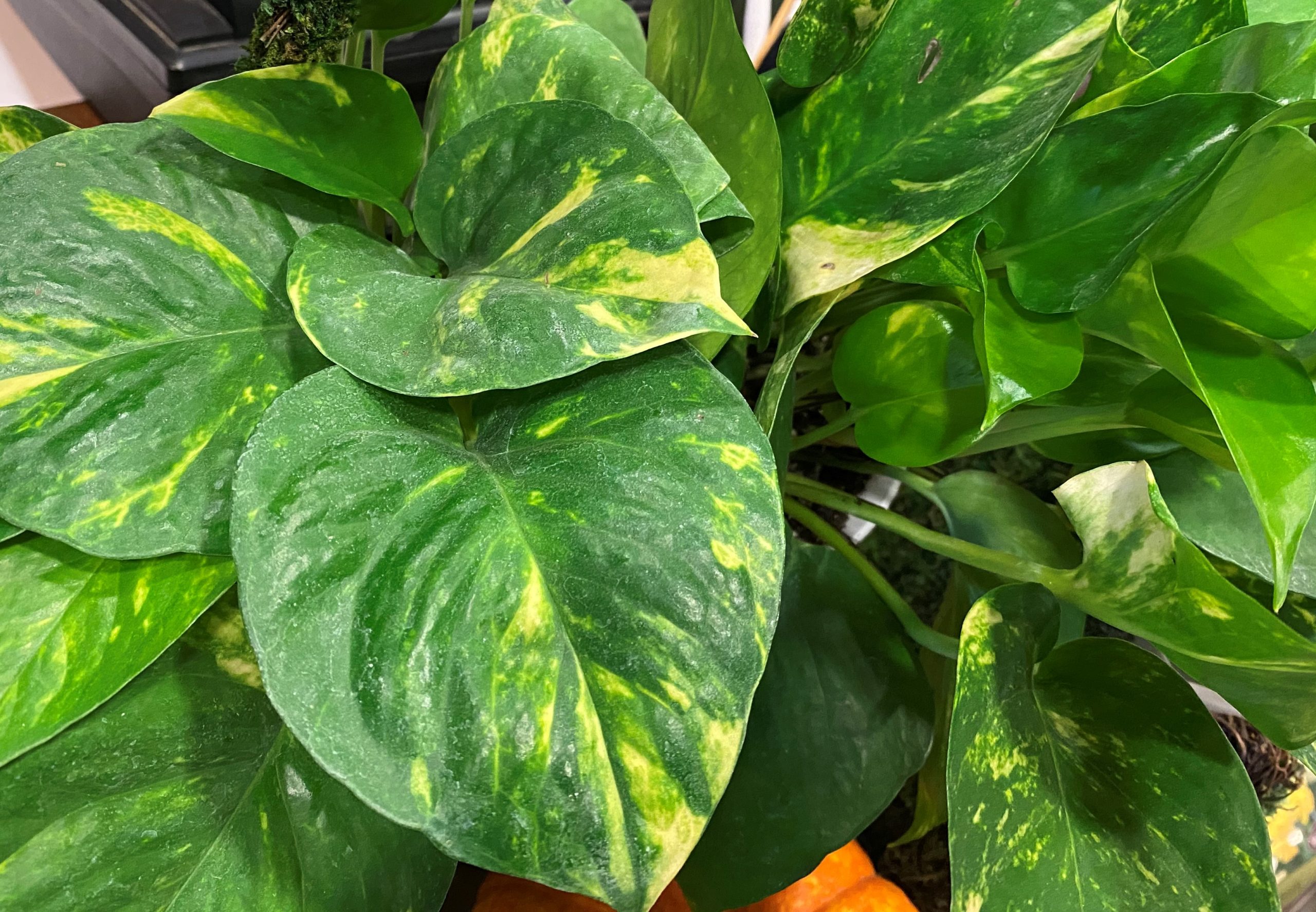 Join the Pothos Party - Alden Lane Nursery