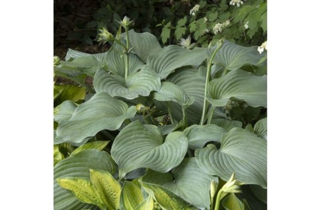 Growing Hostas - Alden Lane Nursery