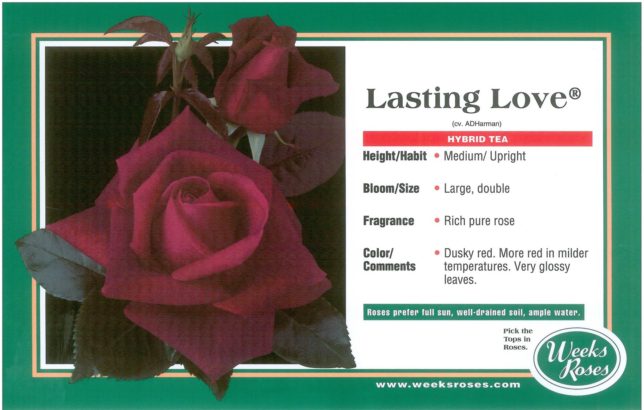 Lasting Love® Hybrid Tea Rose