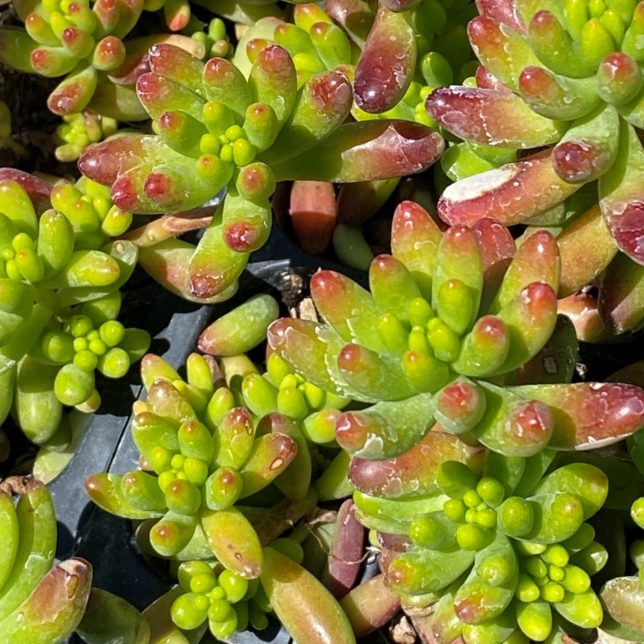 Sedum Guatemalense