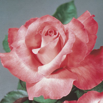 Touch of Class - Alden Lane Nursery
