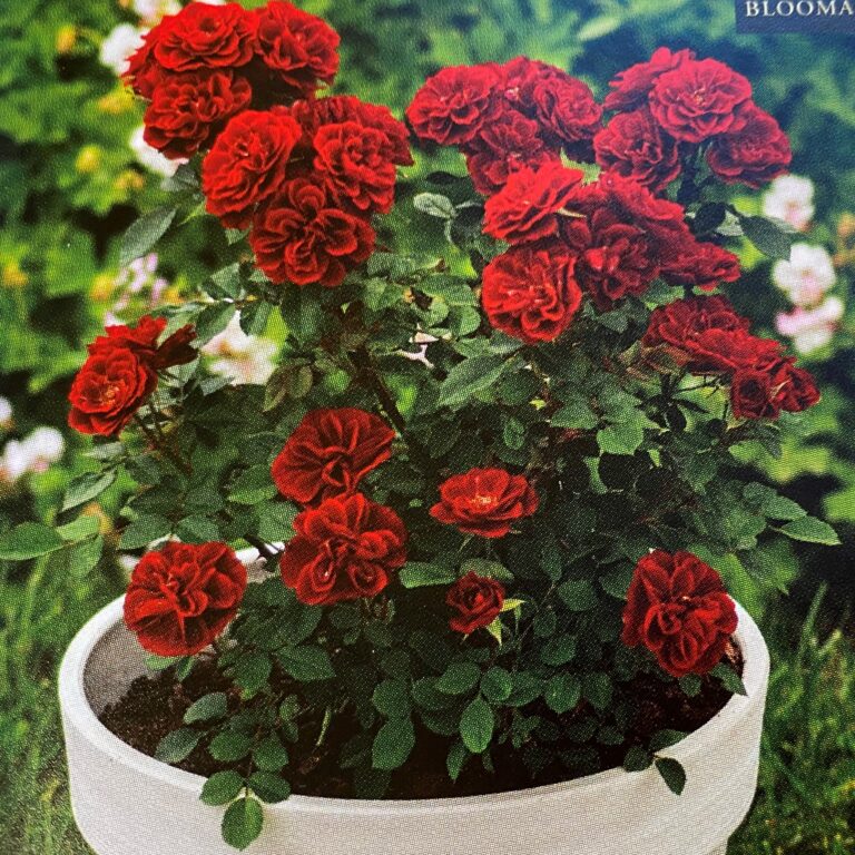 Patio Tree Roses (18