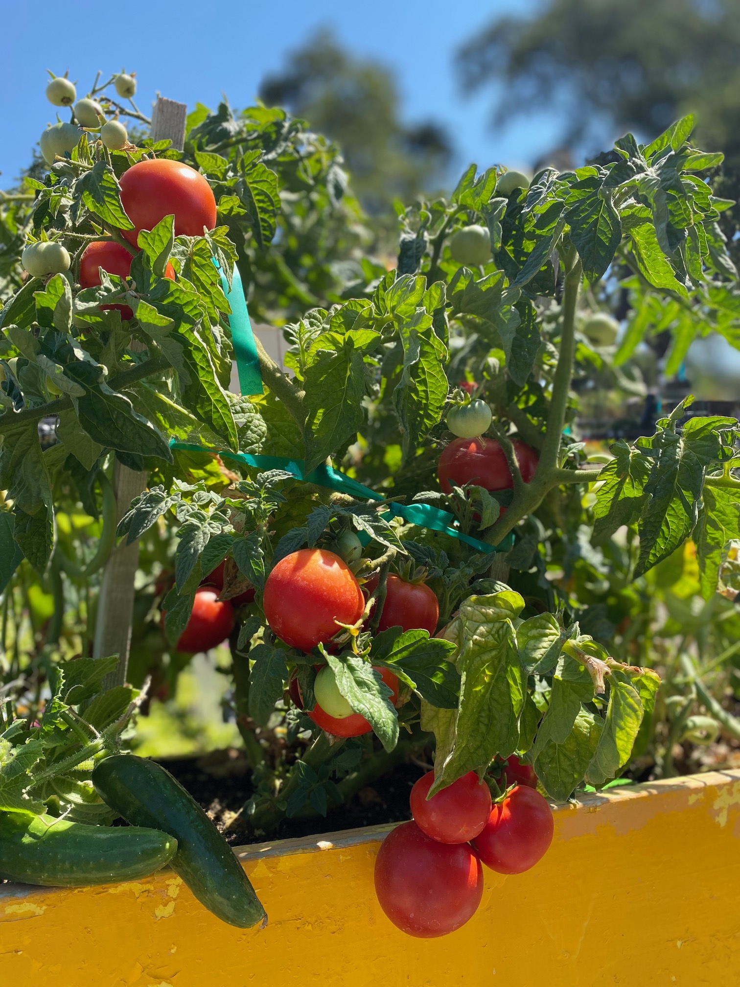 Choosing Tomato Varieties - Alden Lane Nursery